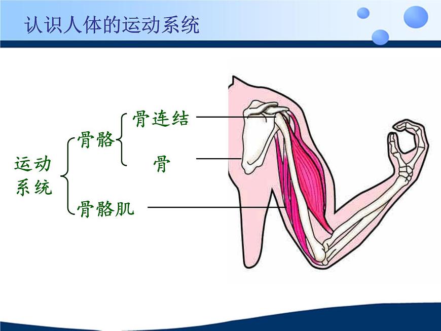蘇科版八年級(jí)上冊(cè)生物  17.1人體的運(yùn)動(dòng) 課件第5頁(yè)