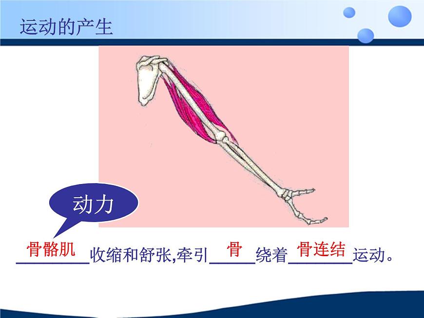 蘇科版八年級(jí)上冊(cè)生物  17.1人體的運(yùn)動(dòng) 課件第6頁(yè)