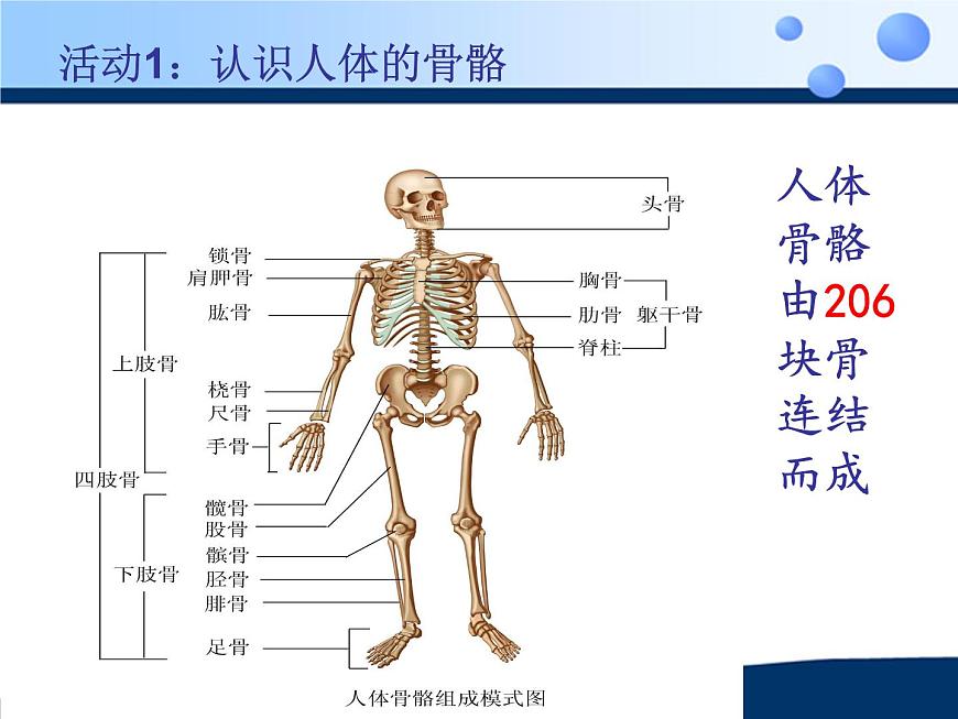 蘇科版八年級(jí)上冊(cè)生物  17.1人體的運(yùn)動(dòng) 課件第7頁(yè)