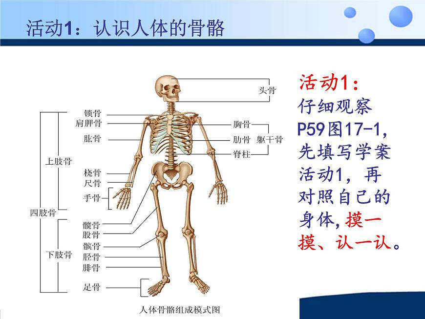蘇科版八年級(jí)上冊(cè)生物  17.1人體的運(yùn)動(dòng) 課件第8頁(yè)