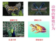 苏科版八年级上册生物  20.1动物的生殖 课件