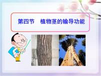 苏教版七年级上册第3单元 生物圈中的绿色植物第5章 绿色植物的一生第四节 植物茎的输导功能教案配套课件ppt