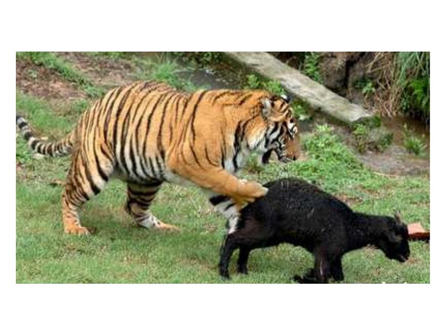 蘇科版八年級上冊生物 17.2動物的行為 課件第3頁