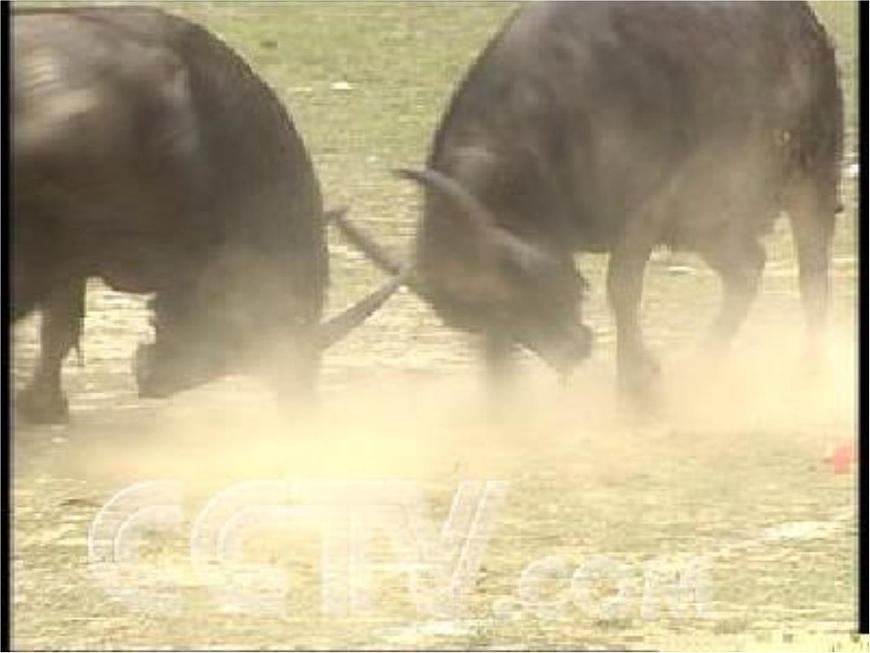 蘇科版八年級上冊生物 17.2動物的行為 課件第4頁