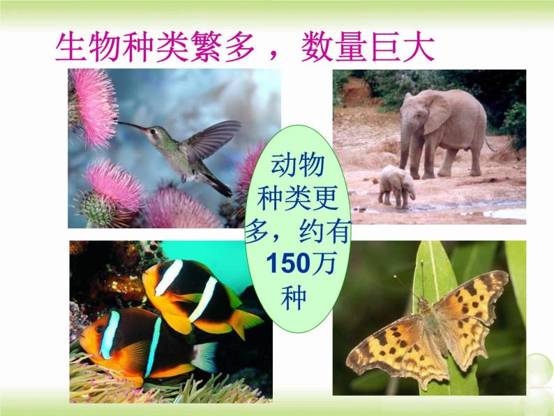 苏教版七年级上册1.1.1我们周围的生物 课件 (共42张ppt)06