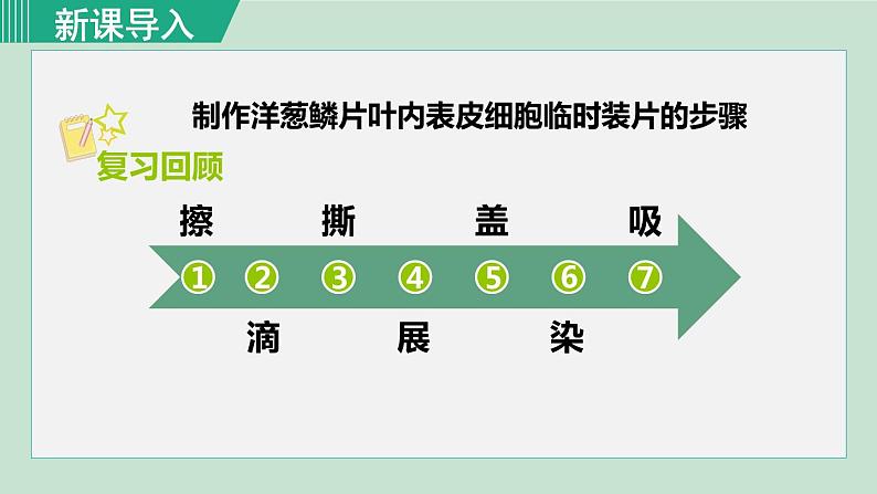 人教版七年级生物上册 第二单元 第一章 第二节 第2课时 植物细胞的基本结构 课件01
