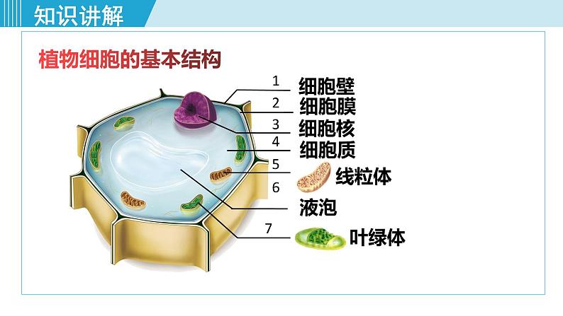 人教版七年级生物上册 第二单元 第一章 第二节 第2课时 植物细胞的基本结构 课件04