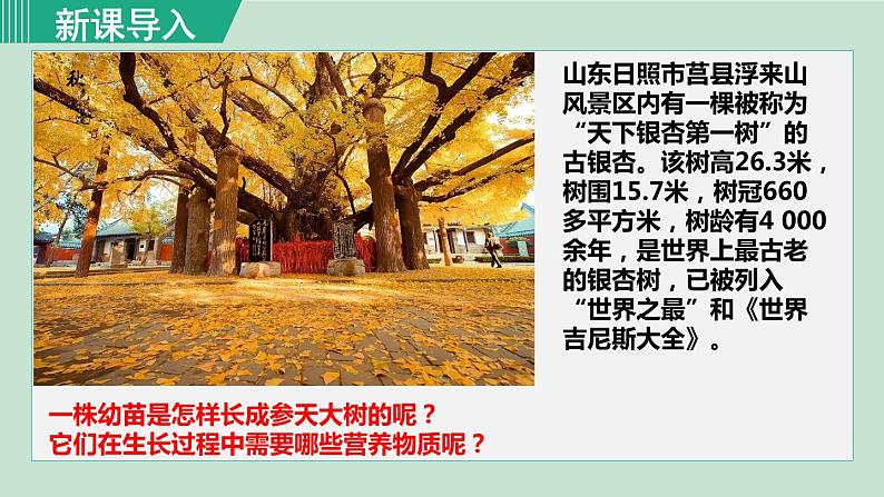 人教版七年级生物上册 第三单元 第二章 第二节 植株的生长第1页