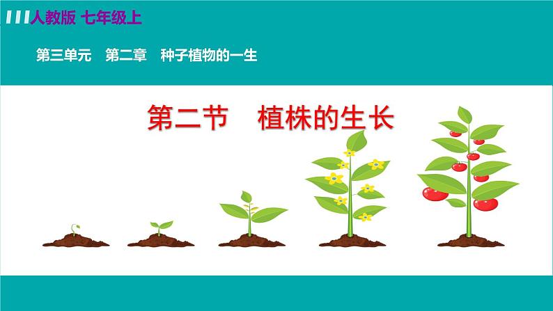 人教版七年级生物上册 第三单元 第二章 第二节 植株的生长第2页