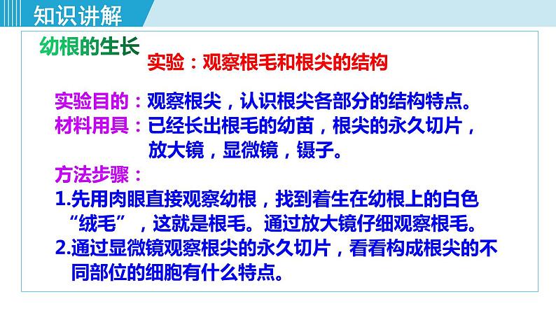 人教版七年级生物上册 第三单元 第二章 第二节 植株的生长第4页