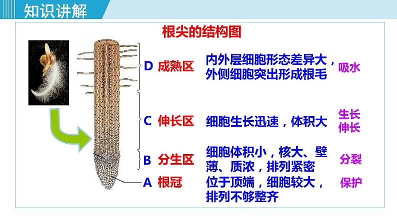 人教版七年级生物上册 第三单元 第二章 第二节 植株的生长第5页