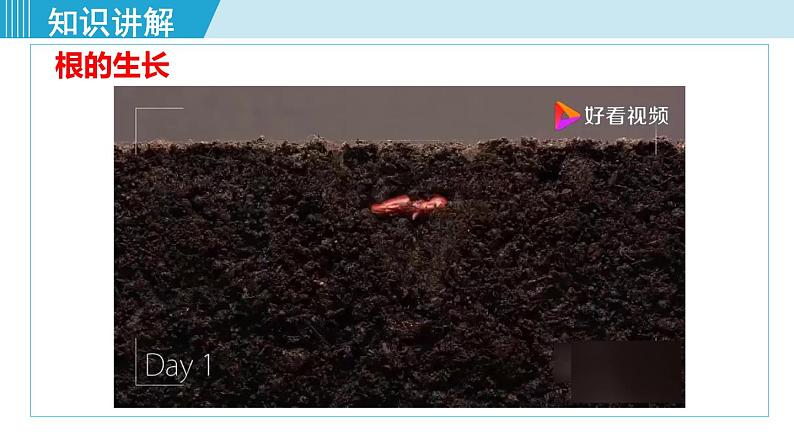 人教版七年级生物上册 第三单元 第二章 第二节 植株的生长第6页