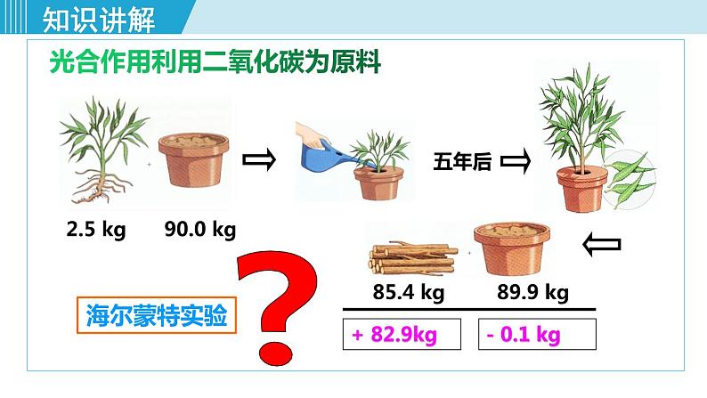 1-第一节光合作用吸收二氧化碳释放氧气第4页