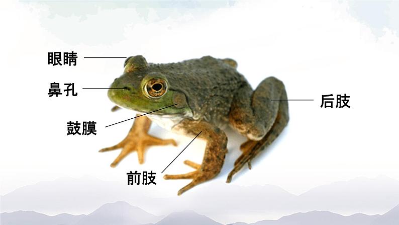 人教版八年级上册生物 5.1.5 两栖动物和爬行动物 课件+素材06