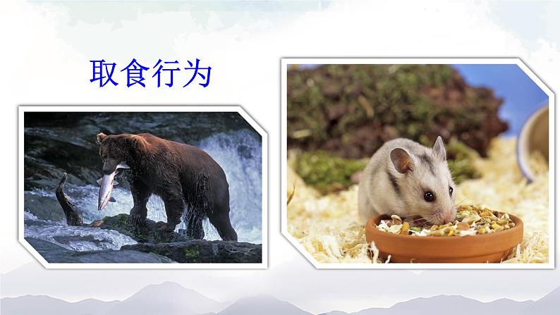 第二节 先天性行为和学习行为第7页