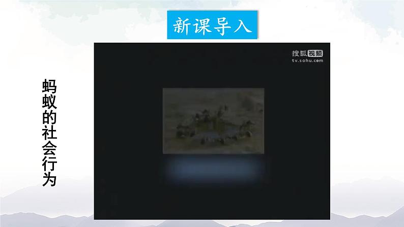 人教版八年级上册生物 5.2.3 社会行为 课件+素材02