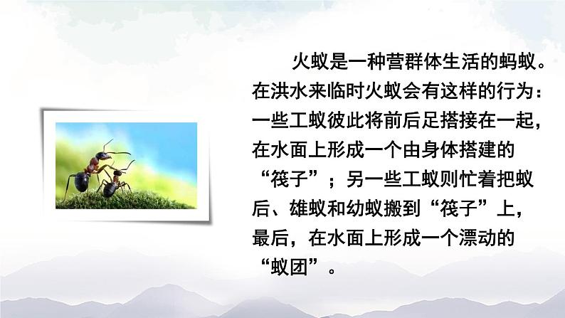 人教版八年级上册生物 5.2.3 社会行为 课件+素材03