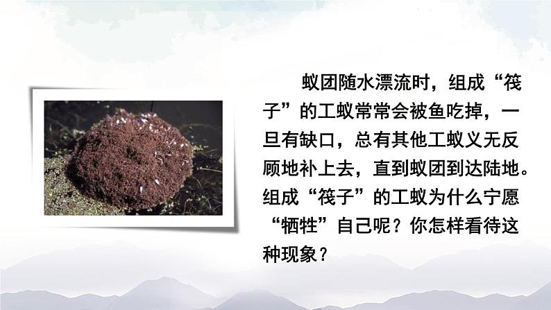 人教版八年级上册生物 5.2.3 社会行为 课件+素材04