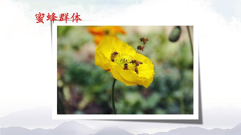 人教版八年级上册生物 5.2.3 社会行为 课件+素材07