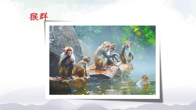 人教版八年级上册生物 5.2.3 社会行为 课件+素材08