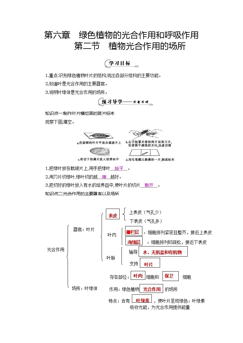 七年级生物上册第六章第二节《植物光合作用的场所》导学案01