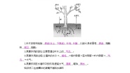 苏教版七年级上册第二节 绿色植物与生物圈的物质循环免费导学案