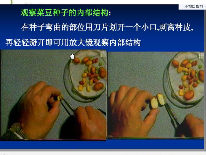 冀教版八上生物 3.1.1种子萌发的过程 课件第2页
