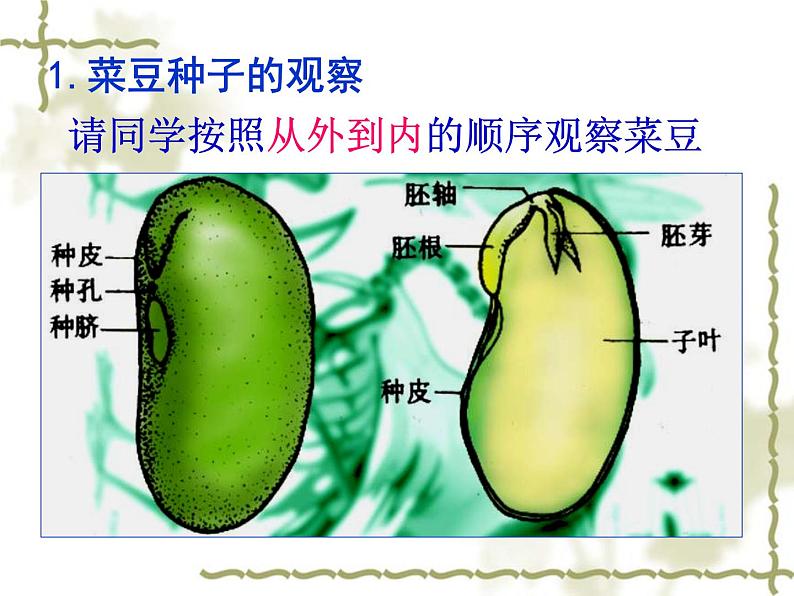 冀教版八上生物 3.1.1种子萌发的过程 课件第3页