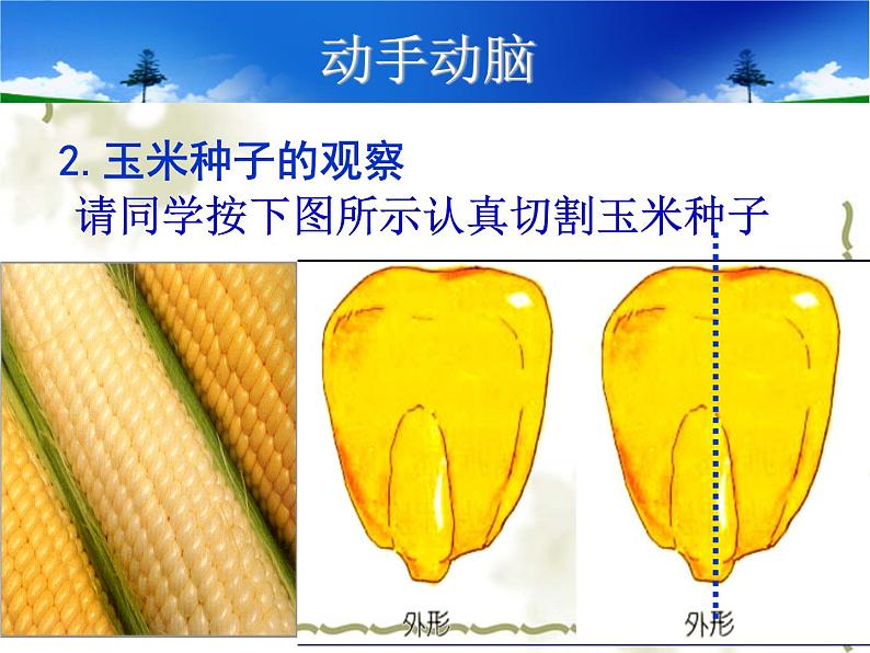 冀教版八上生物 3.1.1种子萌发的过程 课件第5页