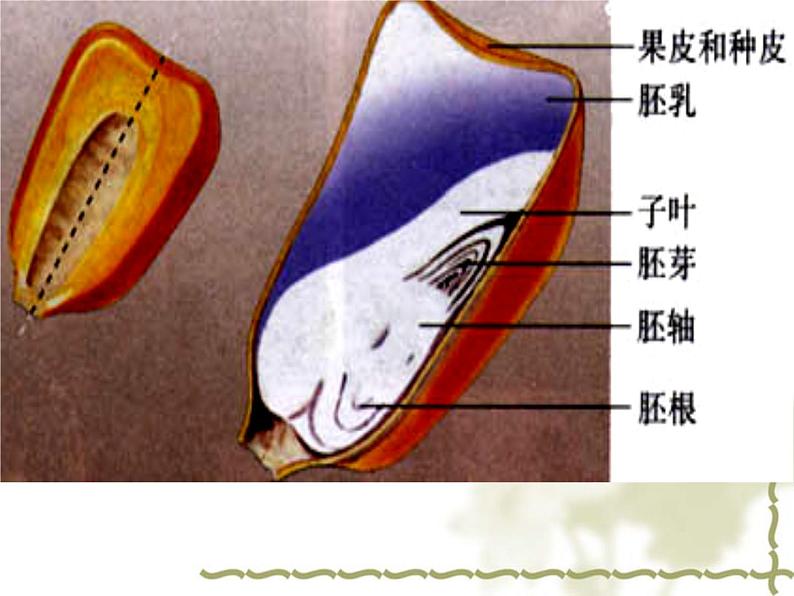 冀教版八上生物 3.1.1种子萌发的过程 课件第6页