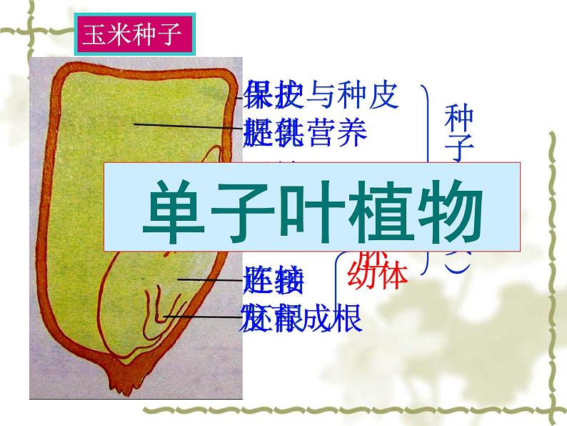 冀教版八上生物 3.1.1种子萌发的过程 课件第7页