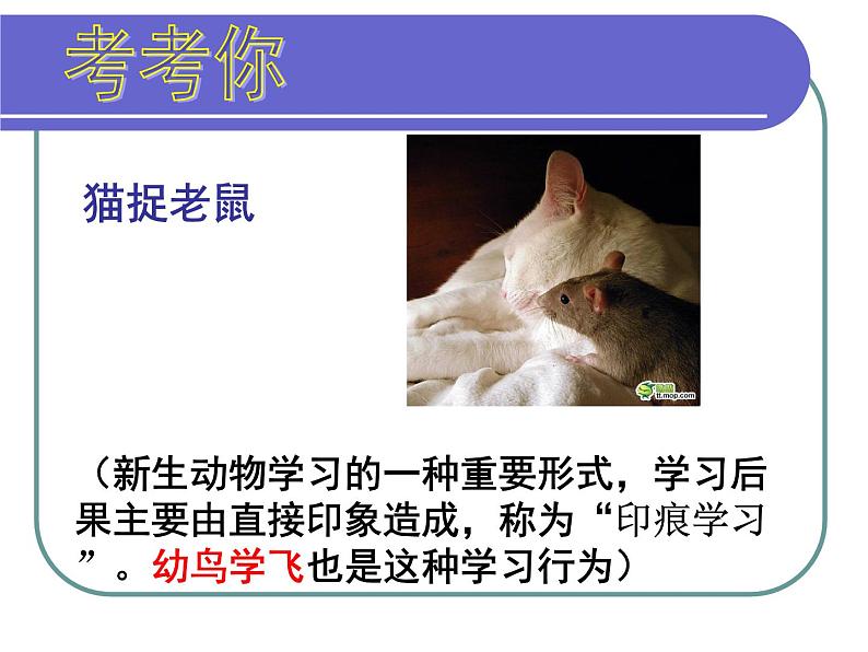 冀教版八上生物 4.2.3先天性行为和学习 课件第6页