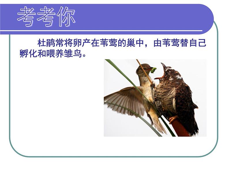 冀教版八上生物 4.2.3先天性行为和学习 课件第8页
