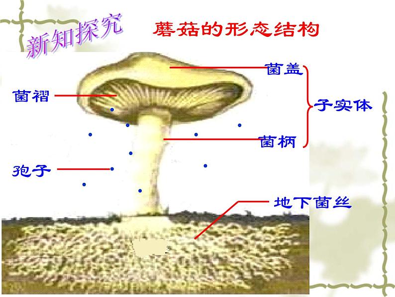 冀教版八上生物 5.2.2食用真菌 课件05