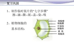 2.1.3 动物细胞 课件 人教版七年级上册生物