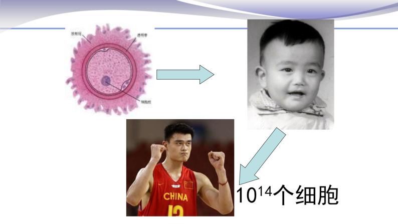 2.2.1 细胞通过分裂产生新细胞 课件 人教版七年级上册生物01