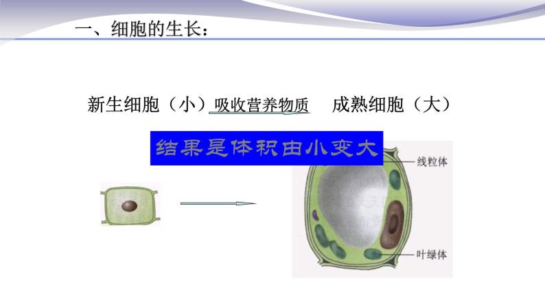 2.2.1 细胞通过分裂产生新细胞 课件 人教版七年级上册生物08