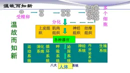 2.2.3 植物体的结构层次 课件 人教版七年级上册生物