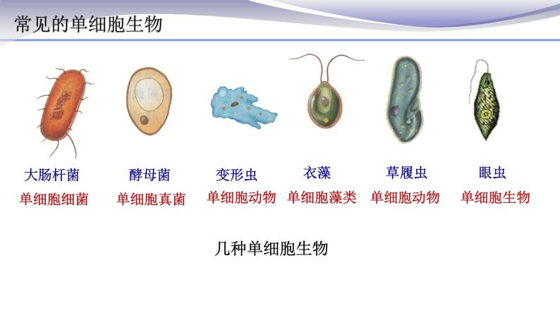 2.2.4 单细胞生物 课件 人教版七年级上册生物03