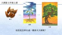 人教版 (新课标)七年级上册第二节 植株的生长完美版ppt课件