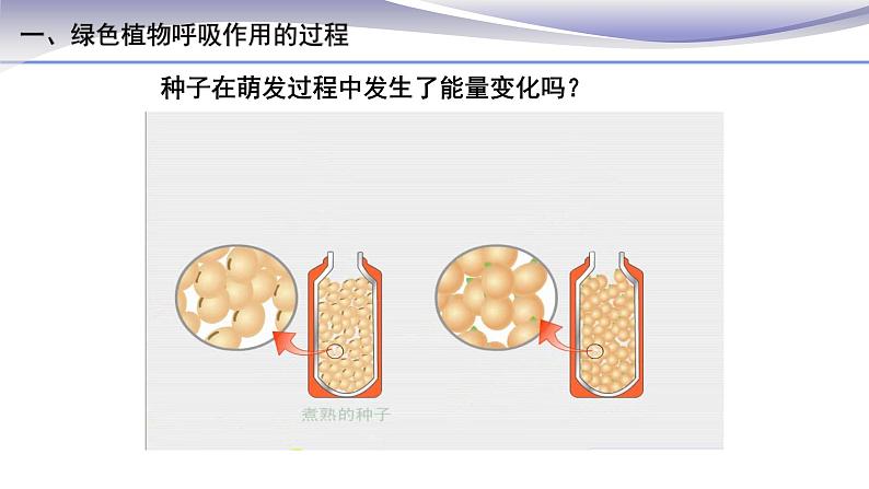 3.5.2 绿色植物的呼吸作用 课件 人教版七年级上册生物第4页
