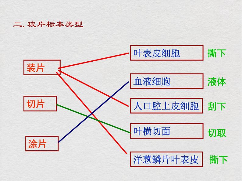 苏科版生物七年级下册课件:第8章 生物体有相同的基本结构 复习(共29张PPT)04