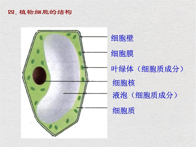 苏科版生物七年级下册课件:第8章 生物体有相同的基本结构 复习(共29张PPT)07