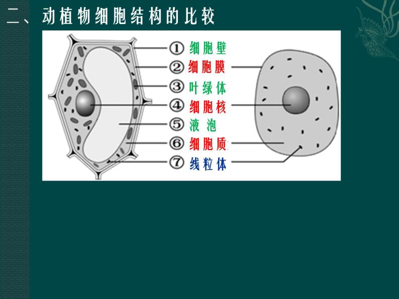 生物体的基本结构PPT课件免费下载06