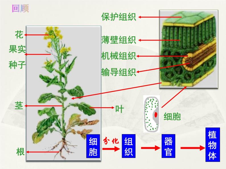 人体的组成PPT课件免费下载04