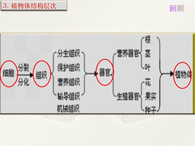 人体的组成PPT课件免费下载05