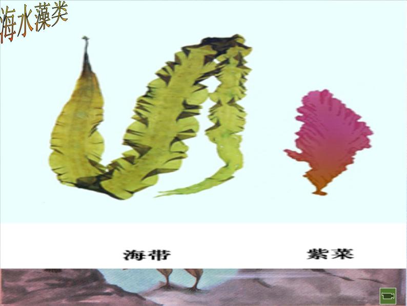 苏科版生物七年级下册课件：第10章 水中的生物 第2节 水中的藻类植物 （含视频）04