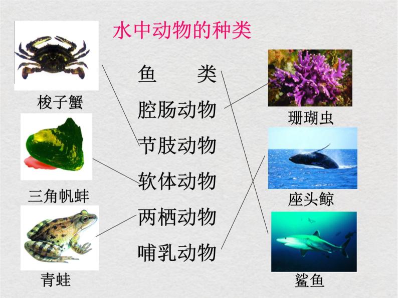 苏科版生物七年级下册课件：第10章 水中的生物 复习(共30张PPT)02