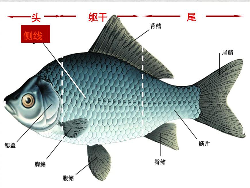 蘇科版生物七年級下冊課件:第10章 水中的生物 復(fù)習(xí)(共30張PPT)第4頁