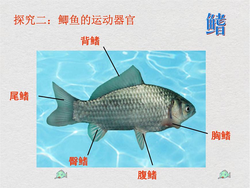 蘇科版生物七年級下冊課件:第10章 水中的生物 復(fù)習(xí)(共30張PPT)第7頁